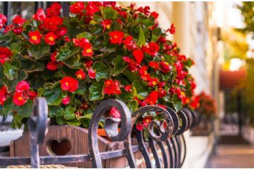 Garessio è in fiore 2026 - Concorso "L'area fiorita più bella"
